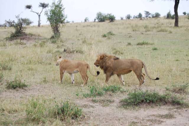 Inmigrantes ilegales por un rato, mas leones enamorados y muchas flores - Regreso al Mara - Kenia (27)