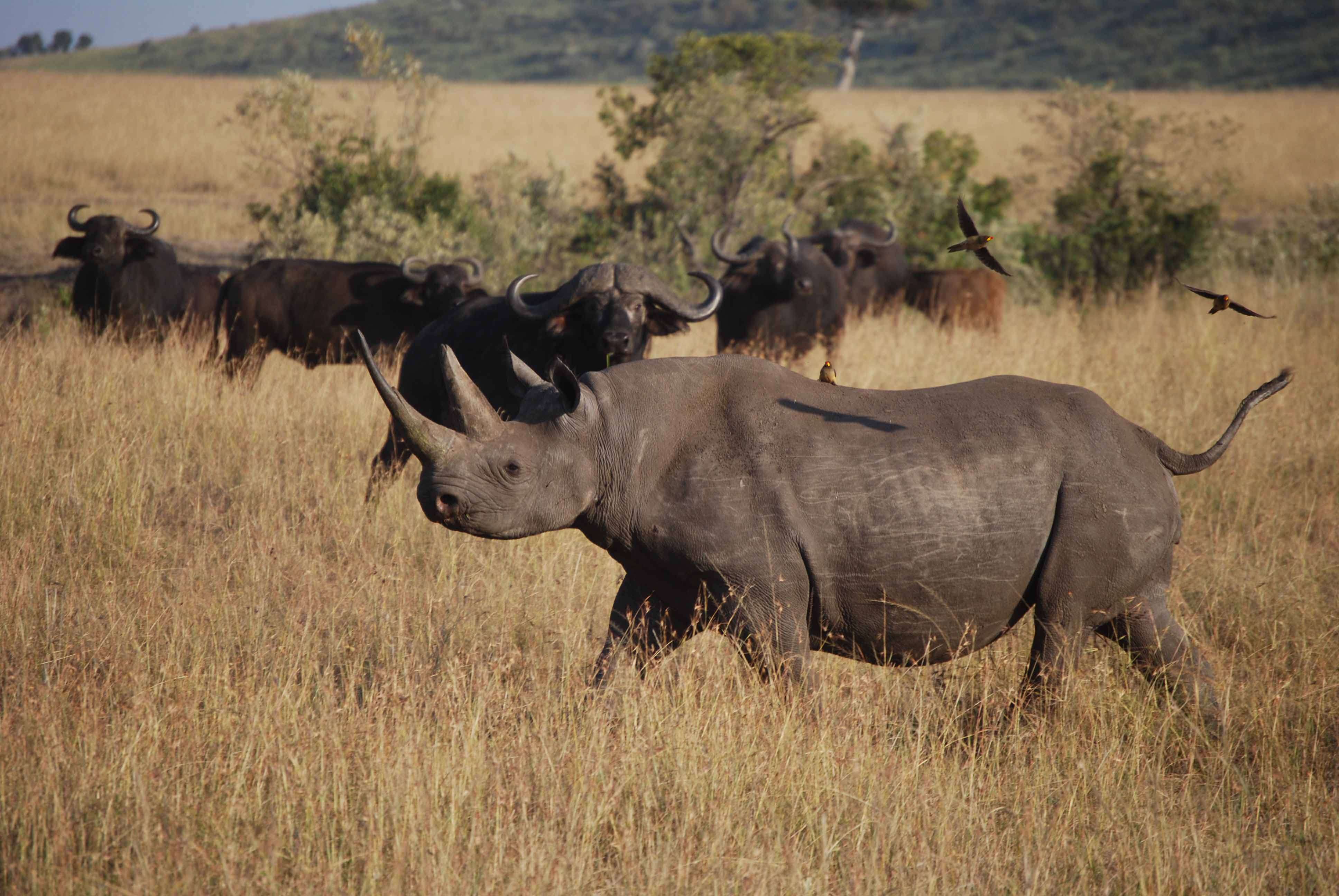 Regreso al Mara - Kenia - Blogs de Kenia - 7 guepardos, 2 rinos con mal genio y un leopardo (7)